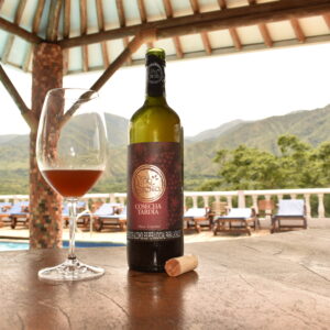 Viñedo en el trópico. Viñedo de la nueva latitud