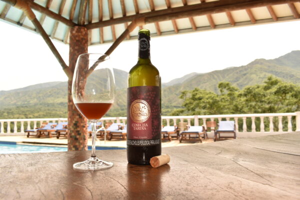 Viñedo en el trópico. Viñedo de la nueva latitud