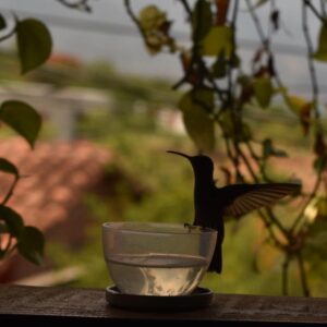 Aves de mi región. Aviturismo