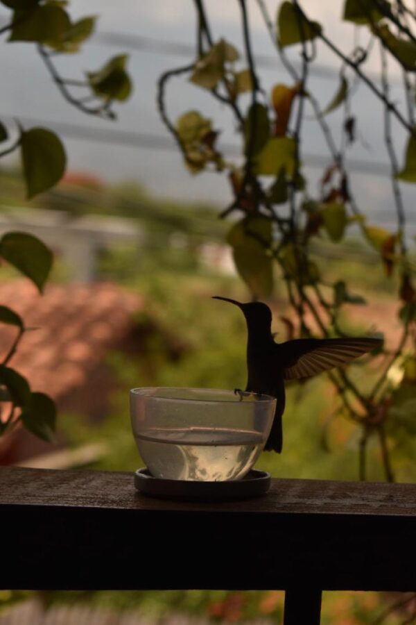 Aves de mi región. Aviturismo